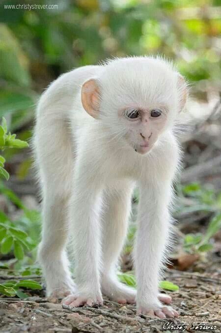 Albino monkey ♡ Albino Monkey, Rare Albino Animals, Wild Animals Photos, Mandrill, Albino Animals, Siluete Umane, Retriever Puppies, Animals Cat, Savannah Cat