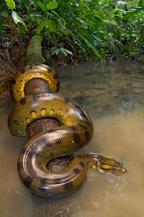 Green Anaconda - What a beautiful animal! Reptiles And Amphibians, Anaconda, Anaconda Verde, Beaux Serpents, Anaconda Snake, Green Anaconda, Beautiful Snakes, Reptile Snakes, Animal Planet