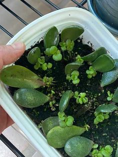 Jade Plants Propagation, Mini Jade Plant, How To Propagate A Jade Plant, How To Propagate Jade Plant, Jade Terrarium, Jade Propagation, Regrow Succulents, Propagating Jade Plants, Propagate Jade Plant