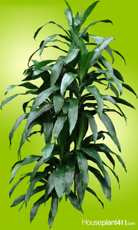 Long, dark green, pointed leaves on a dracaena janet craig Janet Craig Plant Care, Dark Green House, Janet Craig Plant, Dracaena Janet Craig, Green House Plants, Green House Color, Flat Bedroom, Dracaena Plant, Easy House Plants