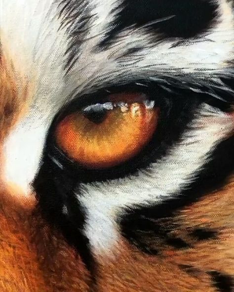 Tela, Animals Eyes Drawing, Tiger Eye Sketch, Tiger Eye Painting Acrylic, Animal Eyes Painting, Animal Eye Painting, Tiger Eyes Drawing, Eye Hyperrealism, Animal Eye Drawing