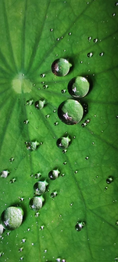 Droplets Water Droplets On Leaves, Leaf With Water Drop, Water Droplets Photography, Water Droplets Art, Moth Tattoos, Water Drop Photography, Moth Tattoo, Drawing Exercises, Dew Drops