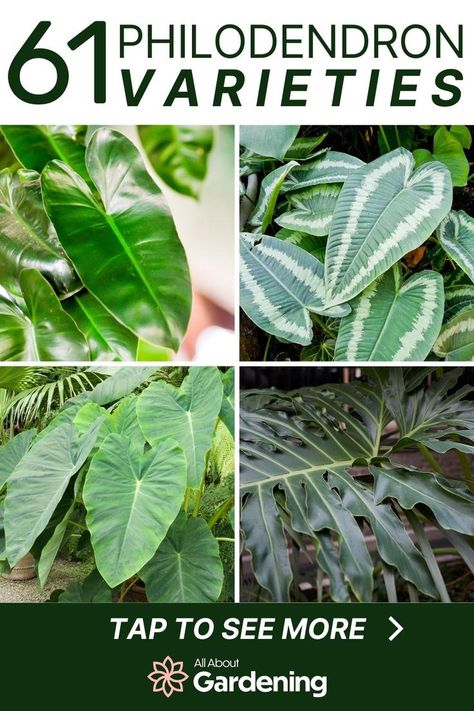 Some philodendron are more expensive and considered rare, while others are more common, but just as beautiful. In this article, we look at our favorite philodendron varieties, with names and pictures of each! Types Of Philodendron, Gardening Kit Gift, Philodendron Varieties, Indoor Plants Names, Indoor Tropical Plants, Types Of Houseplants, Tropical House Plants, Fall Gardening, Fall Planting