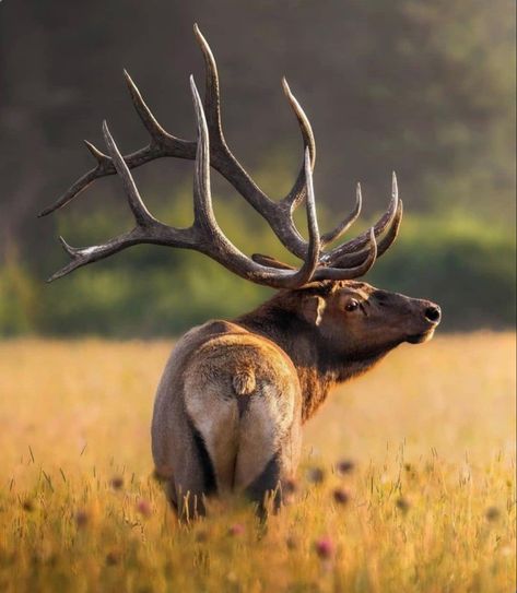 Bull Elk Photography, Elk Reference Photo, Elk Logo, Animals Preschool Crafts, Deer In Nature, Elk Images, Wallpaper Woodland, Elk Pictures, Moose Pictures