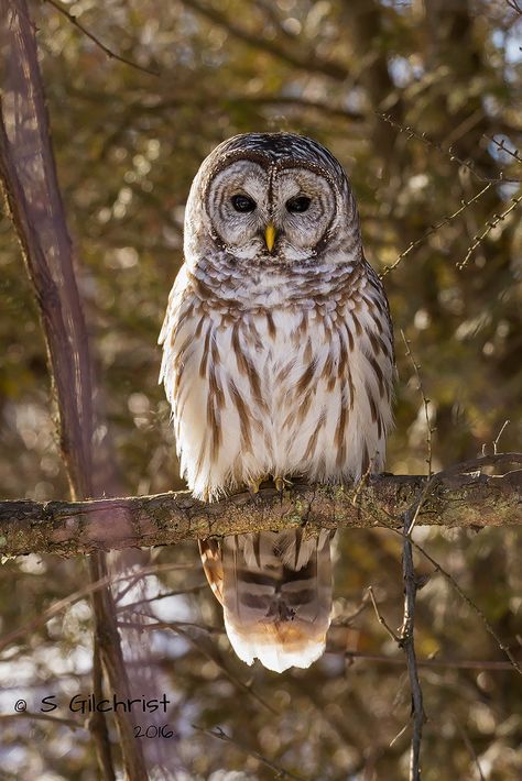 Barred Owl Drawing, Owl Photography Amazing Photos, Beautiful Owl Photography, Barred Owl Tattoo, Barred Owl Photography, Owls Photography, Barred Owls, Pet Owl, Beautiful Owls