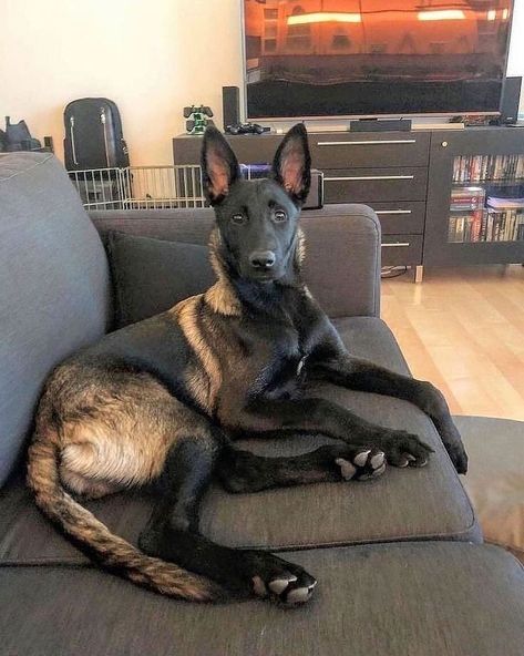 Belgian Malinois Service Dog, Belgian Malinois Aesthetic, Belgian Malinois Puppy, Pastor Belga Malinois, Belgian Malinois Puppies, Belgium Malinois, Malinois Puppies, Belgian Malinois Dog, Aesthetic Dog