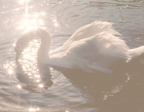 sparkling swan Aphrodite Aesthetic, Swan Princess, Ethereal Aesthetic, Swan Song, White Swan, Goddess Of Love, Swan Lake, Jolie Photo, Gods And Goddesses