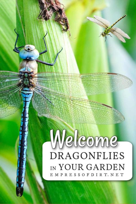 Dragon Fly Habitat, Plants For Dragonflies, How To Attract Dragonflies, Dragonfly Pond Diy, Plants To Attract Dragonflies, How To Attract Dragonflies To Your Yard, Dragonfly Unit Study, Plants That Attract Dragonflies, Dragonfly Plants