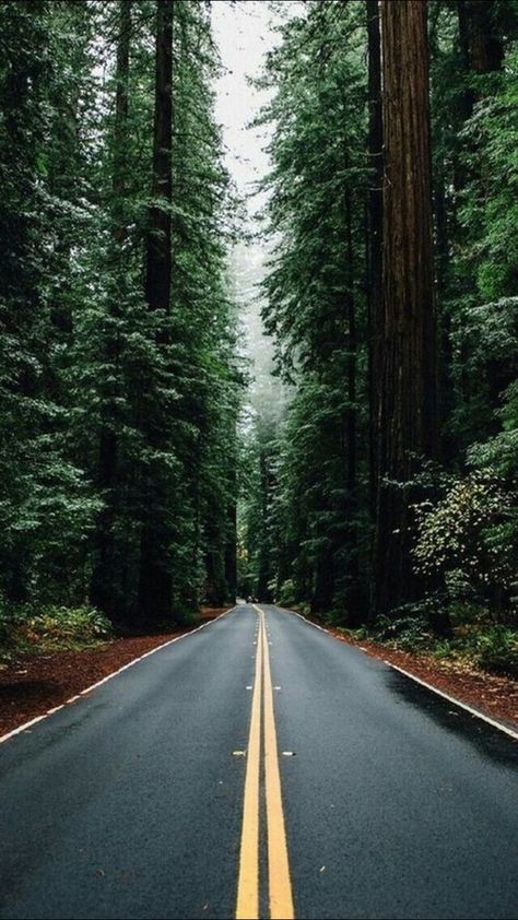 Pacific Northwest #aesthetic #trees #hipster #road #washington #forest #pnw #grunge #green #pinetrees #oregon #FF #photooftheday #F4F Iphone 5 Wallpaper, Forest Road, Wallpaper Tumblr, 웃긴 사진, Alam Yang Indah, Alam Semula Jadi, Image Hd, Nature Wallpaper, Endless Possibilities