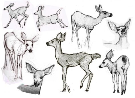 ...And allow you to refine your drawings into believable animals. Drawing Eyes, Deer Sketch, Animal Line Drawings, Artists Drawing, Deer Drawing, Animal Reference, Drawing Animals, Animal Study, Anatomy Sketches