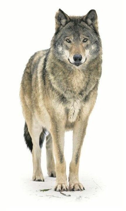 Wolf Standing Side View, Wolf Standing Drawing, Drawing Ideas Wolf, Wolf Front View, Wolf Easy Drawing, Wolf Drawing Ideas, Wolf Drawing Reference, Wolf Drawing Tattoo, Wolf Drawing Easy