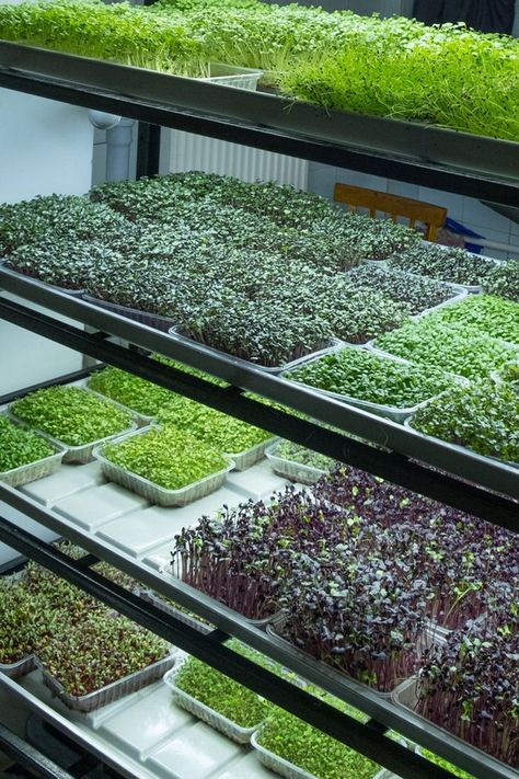 Read this before you start your microgreen farm in India. Thermomix, Microgreens Garden, Modern Gardening, Commercial Farming, Indoor Farming, Hydroponic Farming, Farming Business, Homesteading Diy, Growing Microgreens