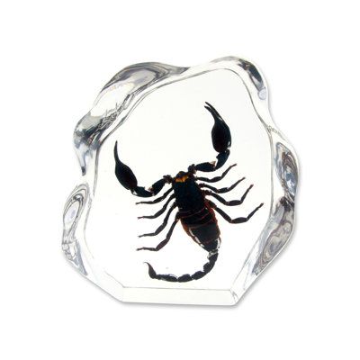 This desk decoration has a huge black scorpion encased in a clear freestyle shaped acrylic. Each scorpion is unique and different and may differ from the picture shown. | Rosalind Wheeler Quarterman Real Scorpion Freestyle Deskdecoration Resin in Black, Size 9.0 H x 9.0 W x 2.5 D in | Wayfair | Home Decor Real Scorpion, Graffiti Style Art, Graffiti Styles, Desk Decor, Acrylic Block, Scorpion, Picture Show, Decorative Objects, Accent Decor