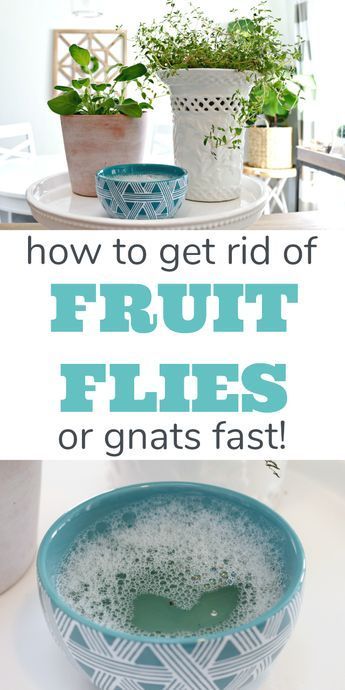 How To Get Rid Of Gnats, Clean Hacks, Fruit Fly Trap, Deep Cleaning Hacks, Clean Baking Pans, Smoothie Makers, Cleaning Painted Walls, Glass Cooktop, Fruit Flies