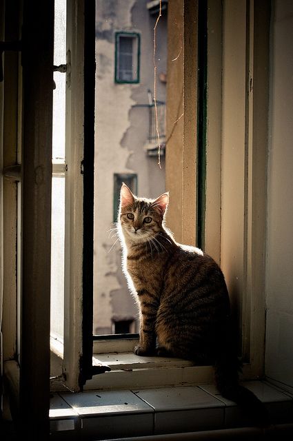 Cat Window, Photo Chat, Cat Photography, Domestic Cat, Cat Sitting, Pretty Cats, Tabby Cat, 귀여운 동물, Beautiful Cats