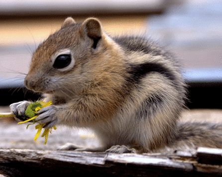 chipmunk. Nature, Hamsters, Baby Chipmunk, Cute Squirrel, Wildlife Photos, National Park Service, Cute Animal Pictures, Rodents, Sweet Animals