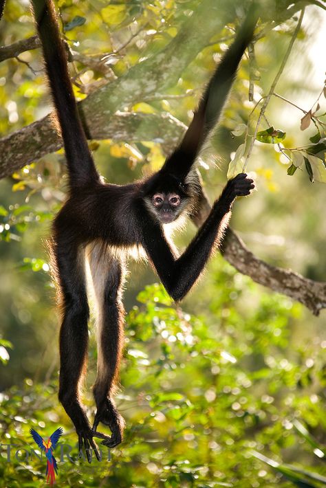 Ugly Monkey, Monkey Photography, Spider Monkeys, Spider Pictures, Monkey World, Squirrel Monkey, Animals Tattoo, Monkey Pictures, Spider Monkey