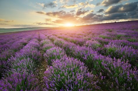 Nature, Lavender Nature, Nature Composition, Lavender Meadow, Beautiful Meadow, Picnic Basket Set, Sunrise Wallpaper, Grassy Field, Purple Sunset