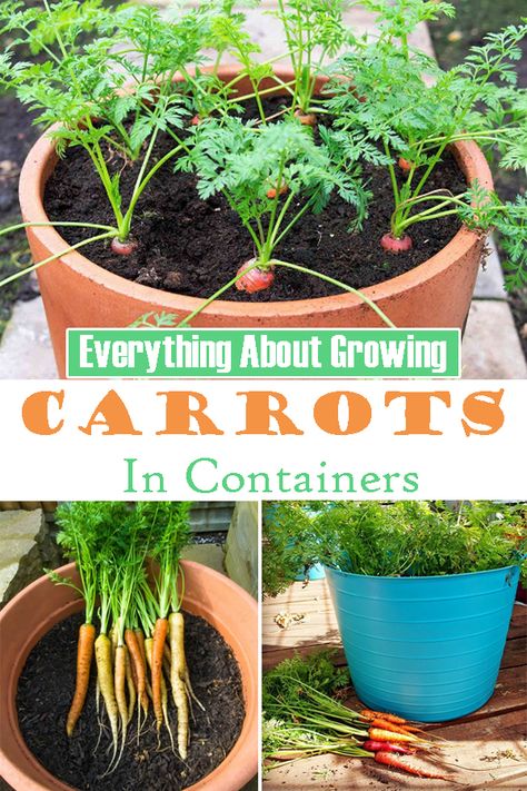 Learn how to grow carrots in pots. Growing carrots in containers is easy, and you can get a decent harvest of this sweet and crispy vegetable without having a garden! Growing Carrots In Containers, Small Apartment Garden, Raised Veggie Gardens, Grow Carrots, How To Plant Carrots, Raised Garden Beds Diy Vegetables, Growing Vegetables In Containers, Carrot Gardening, Growing Vegetables In Pots