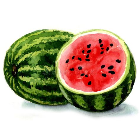 Photo about Watermelon. watercolor painting on white background. Illustration of green, nobody, healthy - 38970412 Watermelon Art Painting, Nature Drawing For Kids, Watermelon Drawing, Watermelon Watercolor, Watermelon Painting, Watermelon Crafts, Fruit Art Drawings, Watercolor Lotus, Watermelon Art