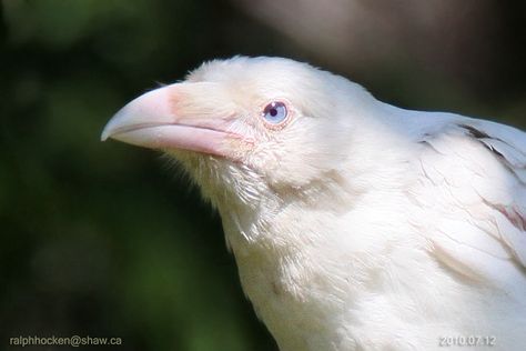 Crows, Common Raven, Albino Animals, Pretty Animals, Pretty Birds, 인물 사진, Animal Photo, Ravens, 귀여운 동물