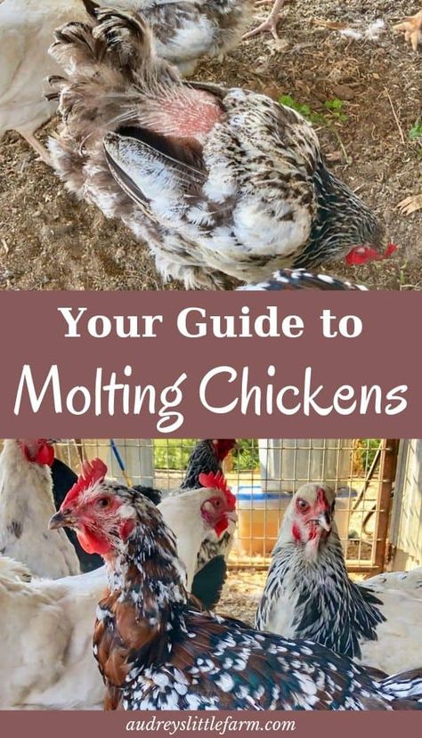 Here is your complete guide to molting chickens. Plus everything you can do to help your hens during molt as they prepare for the winter. #audreyslittlefarm #moltingchickens Chicken Molting, Molting Chickens, Raising Ducks, Modern Homestead, Urban Chickens, Homestead Chickens, Chicken Health, Raise Chickens, Egg Production