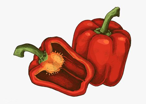 Freshly cut organic red bell pepper illustration | premium image by rawpixel.com / sasi Pepper Illustration, Carrot Drawing, Pineapple Drawing, Illustrations Ideas, Apple Illustration, Pumpkin Drawing, Vegetable Design, Vegetable Illustration, Pumpkin Vector