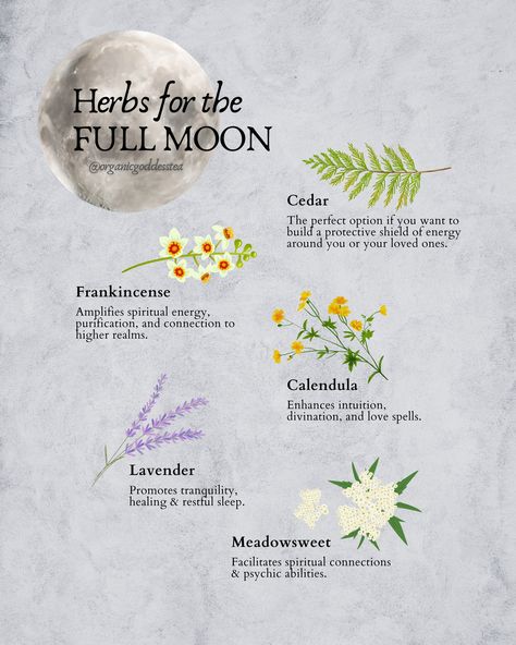 🌕✨ Herbs & the Full Moon in Libra Magic 🍃 As Libra season bathes us in romance and self-love, the Aries full moon on September 29th adds a touch of exhilaration! This moon phase is your cue to kick off new endeavors, cherish your uniqueness, and fan that inner flame 🔥. Thinking of a new beginning? The stars are aligned! 🌌 And if there's anything holding you back, let the moon's purifying energy assist in letting go. Libra Magic, Full Moon Taurus, Aries Full Moon, November Full Moon, Full Moon Meaning, Moon Taurus, May Moon, Full Moon Spells, Full Moon In Sagittarius