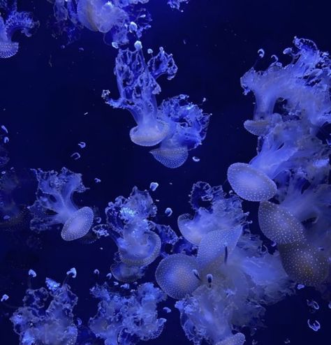 Jellyfish (⁠｡⁠•̀⁠ᴗ⁠-⁠)⁠✧ Purple, Jellyfish, Jellyfish Aesthetic, Purple Jellyfish, Blue