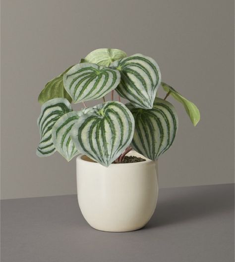 House Plant Reference, Pot Plant Aesthetic, Potted Plant Reference Photo, Small Plants Aesthetic, Indoor Plants Photography, Plant Reference Photos, Small Plants Decor, Light Green Plants, Small Pot Plants