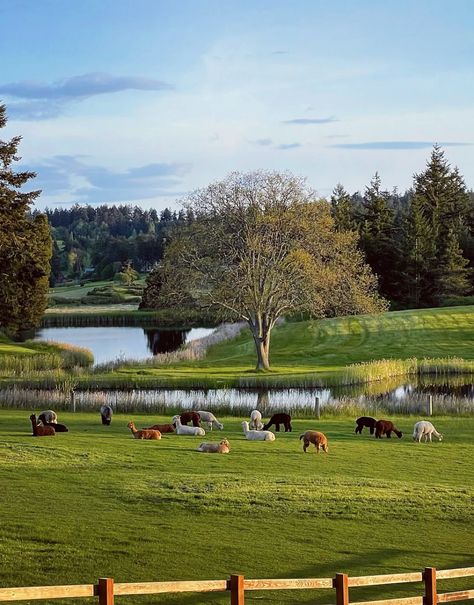 San Juan, Roche Harbor, Big Farm, Farm Lifestyle, Alpaca Farm, Friday Harbor, San Juan Island, Cottage Farm, Beautiful Farm