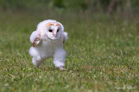 Otters, Baby Owls, Baby Barn Owl, Owl Wallpaper, Small Owl, Bird Wallpaper, Birds Tattoo, Barn Owl, How To Make Shorts