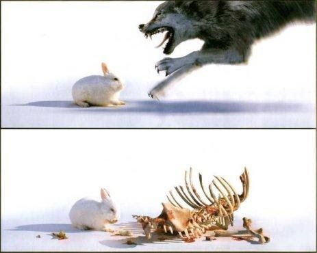 GazetaNaWeb Bunny X Wolf, Rabbit Of Caerbannog, Krav Maga Kids, Special Photography, Horror Vintage, Funny Rabbit, Fluffy Bunny, Tv Tropes, Chicken Humor