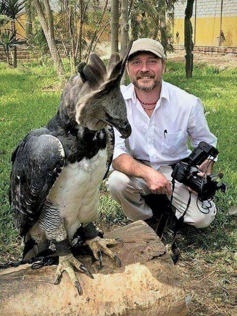 Perspective, Harpy Eagle with Handler. Rare Animals, Colourful Birds, Harpy Eagle, Cele Mai Drăguțe Animale, Animale Rare, Unusual Animals, Haiwan Peliharaan, Exotic Birds, Pretty Birds