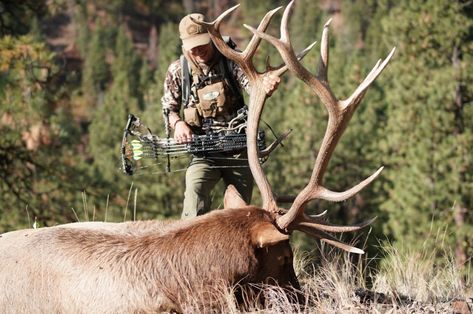 MeatEater Hunting - Ask MeatEater: When Should You Take Your First Elk Hunt? Argentina, Mule Deer, Elk Hunting, Archery Elk Hunting, Elk Hunting Tips, Elk Images, Hunting Pictures, Bull Elk, Big Game Hunting