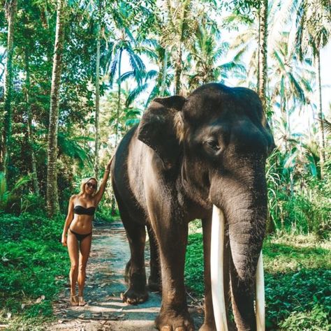 jetset-christina-elephant-picture-southeast-asia-beautiful-bucket-list-blogs Bali Indonesia Elephants, Elephant Sanctuary Bali, Elephants In Bali, Bali Animals, Swimming With Elephants, Bali Elephant, Bali Summer, Bali Baby, Elephant Park