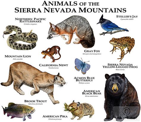 Provided the animals nevada nevada just state and species act. Description from brande-saubion.com. I searched for this on bing.com/images Animal Dictionary, Mountain Animals, Animal Infographic, Animal Plates, American Black Bear, Nevada Mountains, West Coast Road Trip, Sierra Nevada Mountains, Animal Facts