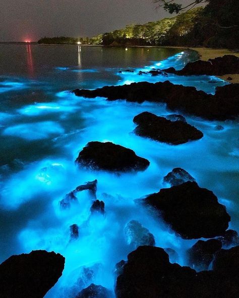 Jervis bay NSW . Bioluminescent Algae produced by a chemical reaction . Bioluminescence Water, Jervis Bay Australia, Bioluminescent Algae, Bioluminescent Plankton, Jervis Bay, Estilo Ivy, Sea Of Stars, Water Aesthetic, Catty Noir