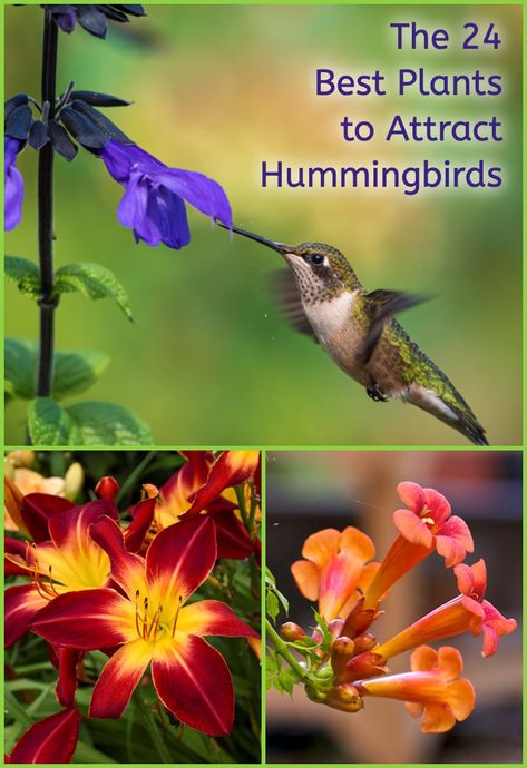 Nature, Hummingbirds Favorite Flowers, Hummingbird Favorite Flowers, Best Plants For Hummingbirds, Plants Hummingbirds Like, Humming Bird Garden Layout, Flowers That Hummingbirds Like, Hummingbird Garden Ideas, Korean High School Uniform