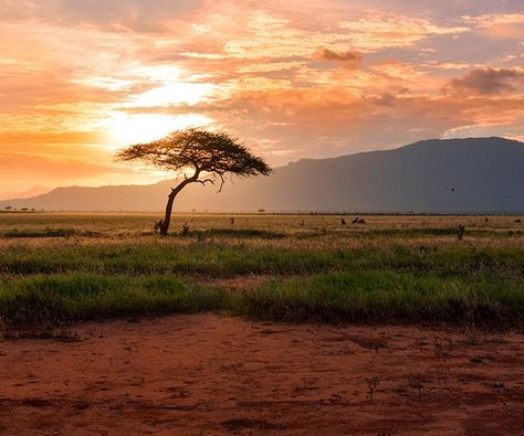 Savannah Aesthetic African, Beautiful Places In Africa, Savannah Africa, Savannah Desert, South Africa Nature, Places In Africa, 7 World Wonders, South Africa Art, African Nature