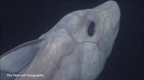 Deep-Sea Ghost Shark filmed alive for first time - GIF on Imgur Ghost Shark, Shark Video, Shark Film, Fav Animal, Funny Photoshop Pictures, Funny Photoshop, Ocean Creatures, Funny Love, Deep Sea