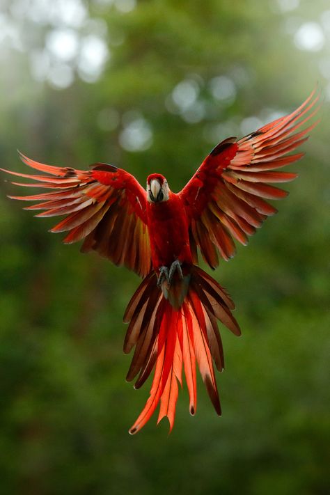 Peru Wildlife Photography Nature, Brazil Amazon Rainforest, Brazil Rainforest, Rainforest Butterfly, Vbs Jungle, Amazon Birds, Rainforest Photography, Rain Forrest, Amazon Animals