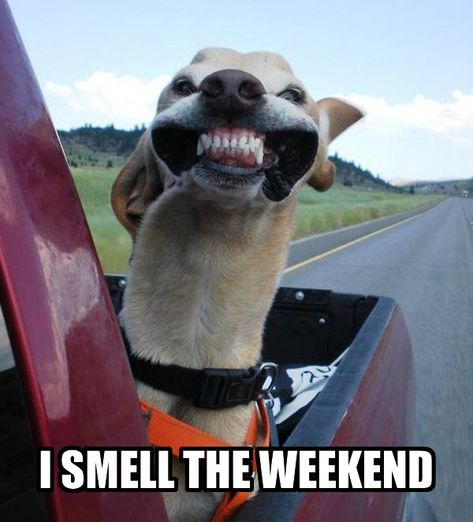 Happy Friday Meme, Friday Dog, Tierischer Humor, Friday Meme, Funny Friday Memes, Weekend Quotes, Weekend Humor, Its Friday Quotes, Friday Humor