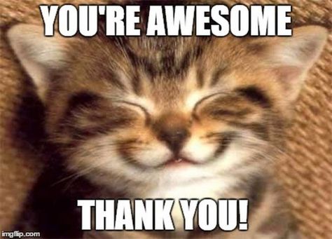 101 Thank You Memes - "You're awesome. Thank you!" Humour, Funny Thank You Quotes, Thank You Memes, Image Meme, Thank You Pictures, Funny Thank You, Thank You Images, Super Funny Pictures, Funny Meme Pictures