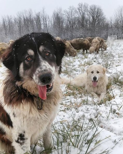 Livestock guardian dogs don’t mess around and are not a typical family pet Working Dogs Farm, Livestock Guardian Dog Breeds, Best Farm Dogs, Katahdin Sheep, Best Dogs For Families, Dog Aesthetic, Livestock Guardian Dog, Livestock Guardian, Huge Dogs