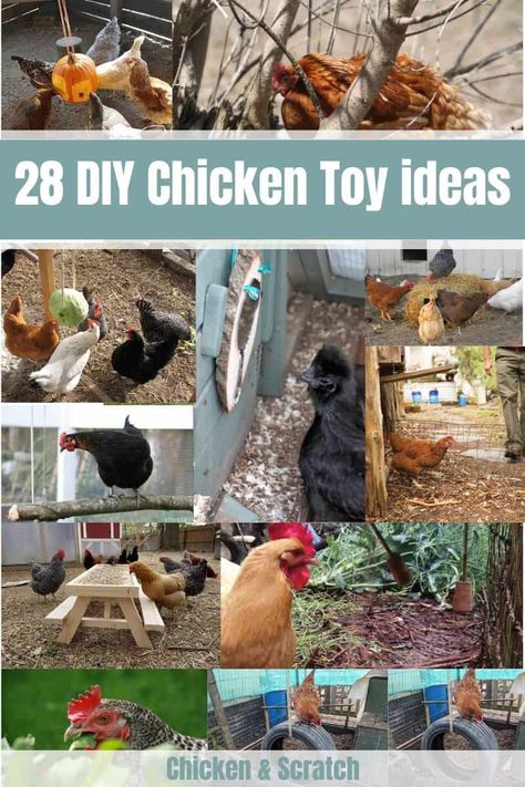 Diy Chicken Swing Ideas, Chicken Run Toys Diy, Chicken Coop Toys Ideas Diy, Diy Chicken Toys How To Make, Chicken Enrichment Diy, Chicken Run Enrichment, Diy Chicken Perch Ideas, Enrichment For Chickens, Toys For Chickens Diy