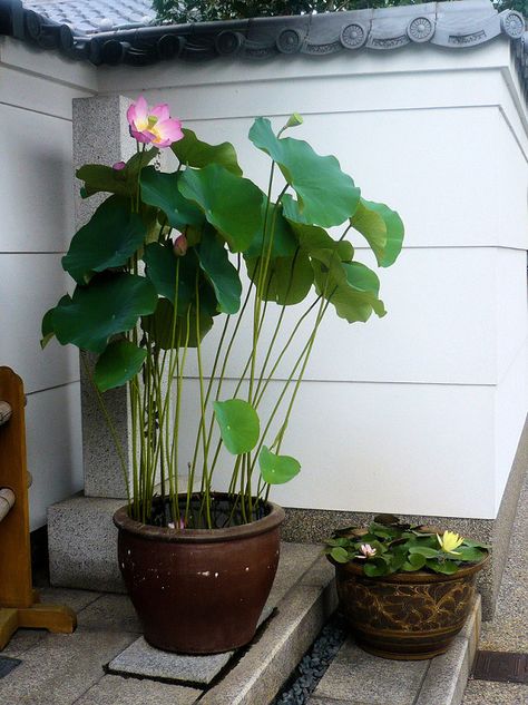 Small Water Gardens, Vertical Garden Plants, Taman Air, Fish Pond Gardens, Lotus Garden, Indoor Plants Styling, Indian Garden, Indoor Water Garden, Small Patio Garden