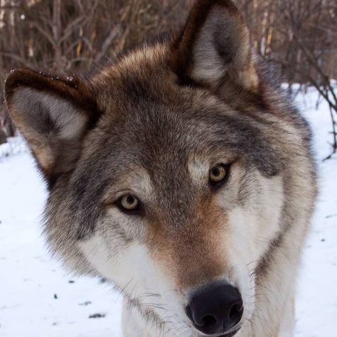 Interior Alaskan wolves, or Yukon wolves, have been facing legal battles for decades. They currently have some protections, however some… Yukon Wolf, Wolf Therian, Wolf Eyes, Wolf Mask, Wolf Images, Wolf Stuff, Teddy Dog, Wolf Photos, Wolf Wallpaper