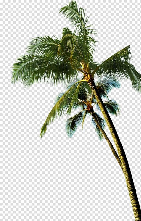 Coconut Tree Cartoon, Palm Tree Coconut, Palm Tree Clip Art, Palm Tree Artwork, Palm Tree Images, Palm Tree Background, Palm Tree Png, Plam Tree, Tree Cartoon