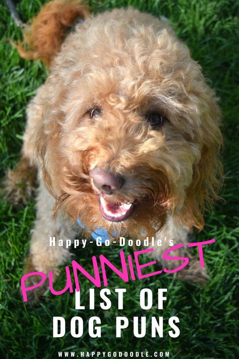 Ready for a smile, a laugh, or a grrrroan!?! Check out this ulti"mutt" list of the punniest dog puns and dog play on words.  See how many pawsome puns and clever play on words that you’ve heard, read, typed, posted... or even "mutt"ered. Funny Dog Grooming Quotes, Grooming Quotes Dog, Golden Doodle Quotes, Spoiled Dog Quotes, Dog Grooming Quotes, Doodle Puns, Pet Puns, Dog Instagram Captions, Dog Phrases